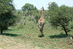 0261-Reis Zuid-Afrika2007